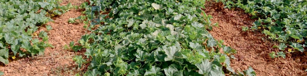 Variétés de melon et outils de suivi de l'irrigation face au stress hydrique 