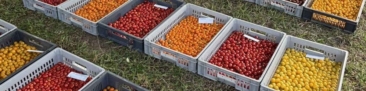 De nouvelles variétés de tomates cerises résistantes au ToBRFV, un incontournable de l'offre actuelle 