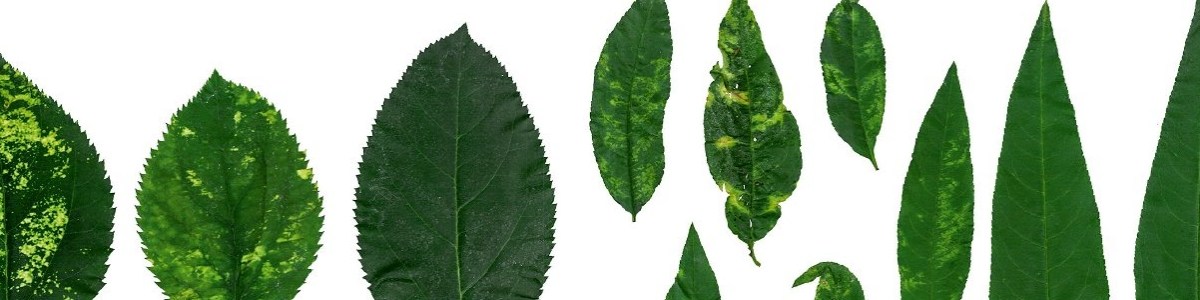 Gestion des maladies de type viral en arboriculture : perspectives d'évolution 