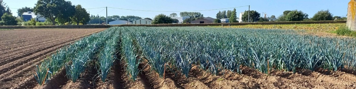 Évaluation variétale de poireaux en agriculture biologique : résultats d'un essai multi-séries 2023-2024 
