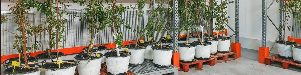 Dormance perturbée chez le poirier : révélations après deux campagnes d'essais 