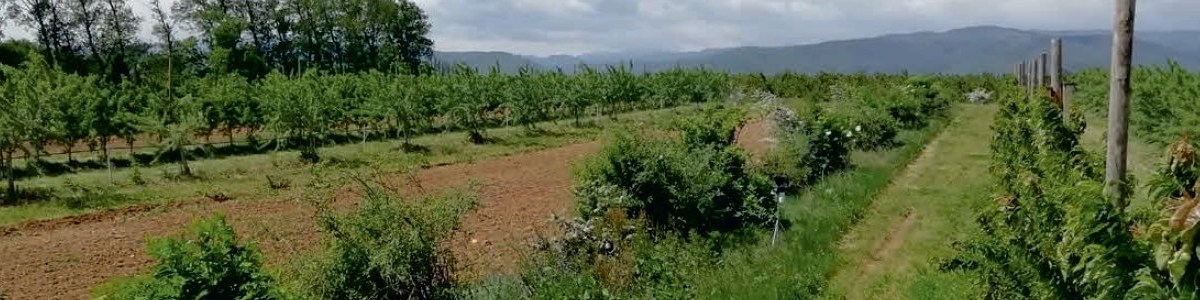 Les effets de brise-vent et d'ombrage modifient le microclimat et les performances agronomiques 