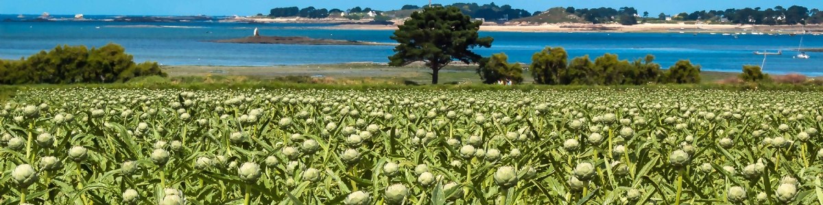 Une filière de l'artichaut en mutation, entre défis et opportunités 