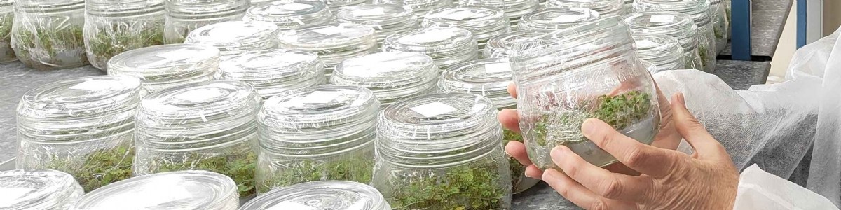 Le laboratoire in vitro du CTIFL célèbre 50 ans d'expertise 
