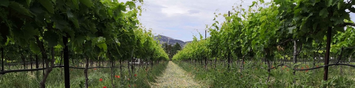 Réduction des Intrants en raisin de TAble et Protection de l'Eau 