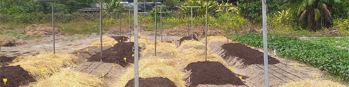 Des alternatives aux herbicides pour le maraîchage guyanais 