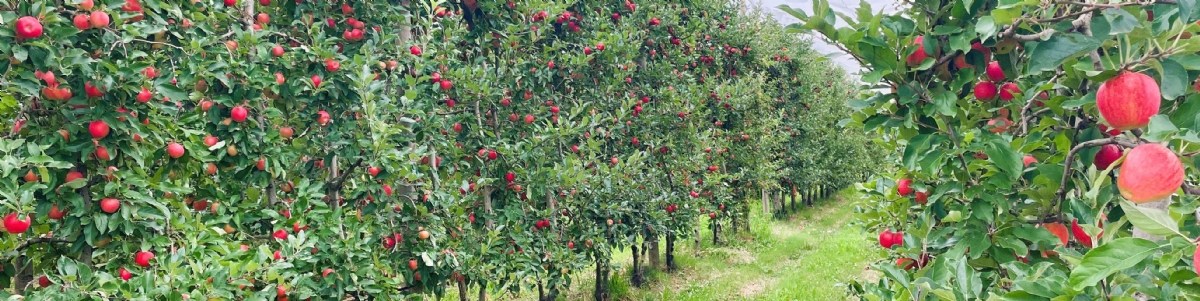 Pommier Buckeye ®  GALA Simmons cov  : des performances agronomiques inégalées 