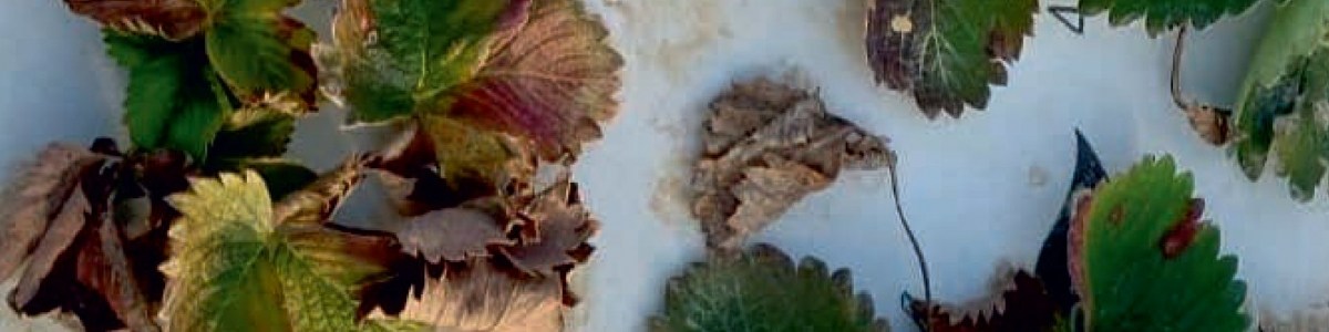 État des lieux des dépérissements de fraisiers observés en 2025 