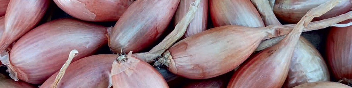 Le vinaigre au secours de l'échalote 