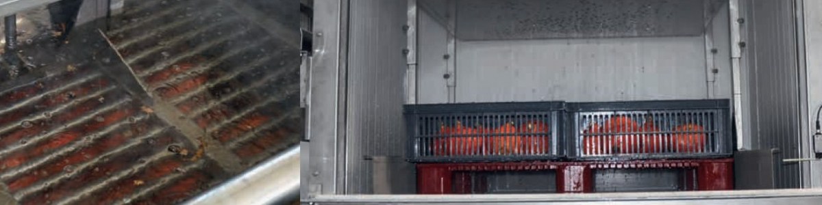 Hot water disinfection to extend the shelf life of red kuri squash 