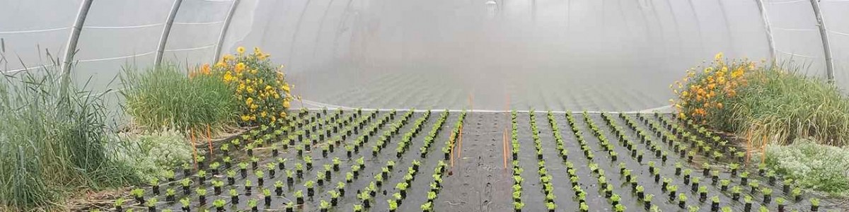 Les plantes de services, pour quel usage ? Comment ? 