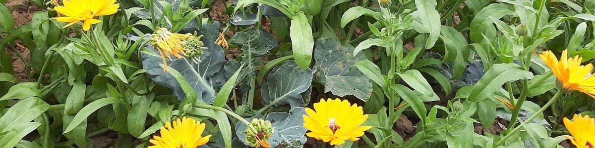 Associer le chou et le souci officinal pour limiter les pontes de la mouche  Delia radicum 