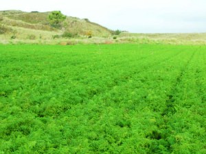 Mieux connaître les couples plante/bioagresseur - Pour une performance écologique et économique des systèmes légumiers