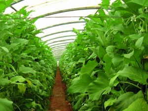 La PBI en culture d'aubergine - Vers une meilleure gestion de l'aleurode des serres et du tabac en culture sous abris