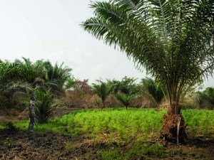 Production de tomate au Bénin - Etat des lieux et pistes d'amélioration