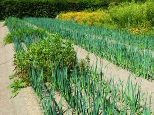 Protection des cultures de poireau contre les thrips - Des plantes de service pour attirer les ennemis naturels 