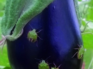 Maîtrise des punaises en cultures légumières - Les méthodes innovantes du projet Impulse