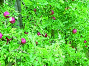 L’observatoire des exploitations fruitières - L'embellie se poursuit en 2016