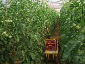 Production de tomates rustiques et distribution en RHD - Le projet TORGAL, une approche filière de la recherche qualitative