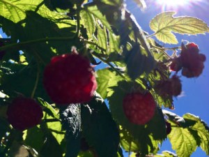 L’offre hexagonale de la framboise : à la recherche de valorisation