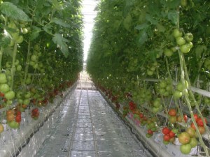 Culture de tomate hors sol sous serre - Densité évolutive et architecture de plante