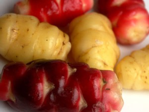 Légumes anciens en perpétuel renouveau