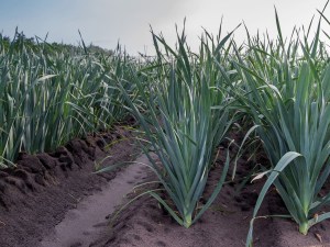 Le poireau primeur, l’autre spécialité nantaise