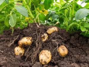 La pomme de terre "de primeur" ante maturitas