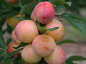 La prune, un festival de couleurs