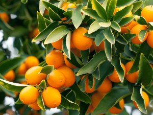 Kumquat : la petite orange d’or