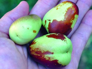 Le jujube, un superfruit traditionnel !
