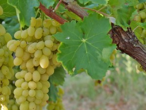 Le raisin : une ivresse de variétés