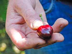 Cerise : une trentaine de variétés disponibles !