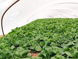 La mâche, dans l'ombre des salades ?