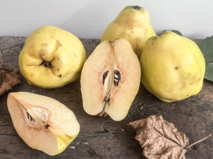 Le coing : un fruit ancien, des saveurs d'avenir