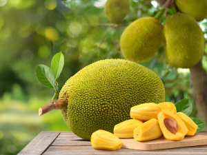 Le jacque : le plus gros fruit du règne végétal