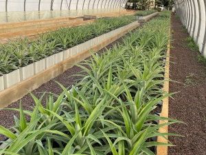 La production de fruits et légumes tropicaux made in France