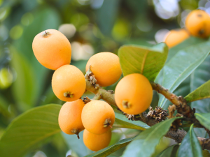 La nèfle du Japon : un produit de niche pour dynamiser l'offre printanière