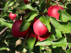 Les nouvelles variétés de pommes : améliorer leur lecture pour mieux les vendre