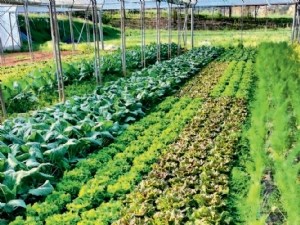 Analyse des bilans de campagne DEPHY de 2015 à 2025 pour la filière légumes 