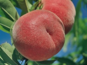 Quelles nouveautés en pêche et nectarine à l'issue de la campagne 2021