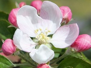 Prévoir les dates d'apparition des stades phénologiques du pommier