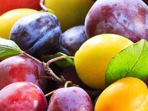 L'enquête CTIFL dépeint le consommateur 2019 de la prune