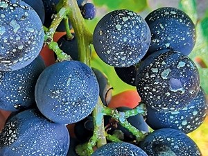 Préserver la qualité visuelle des grappes