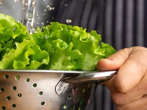 Salade entière, la référence toujours incontournable