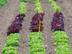 Recherche de méthodes alternatives de lutte contre les pucerons des salades