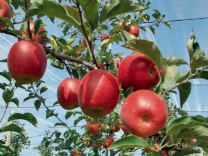 Une pomme qui s'adapte aux vergers 2D et 3D, en production fruitière intégrée et en agriculture biologique