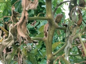 Un nouvel acarien prédateur pour contrôler l'acariose bronzée de la tomate