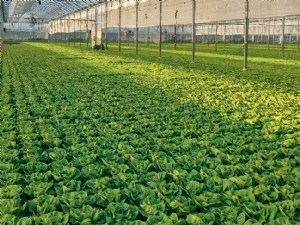Vers un nouvel outil de raisonnement des apports de phosphore et de potassium pour les cultures légumières en sol