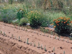 Des voies pour réduire l'utilisation de produits phytopharmaceutiques